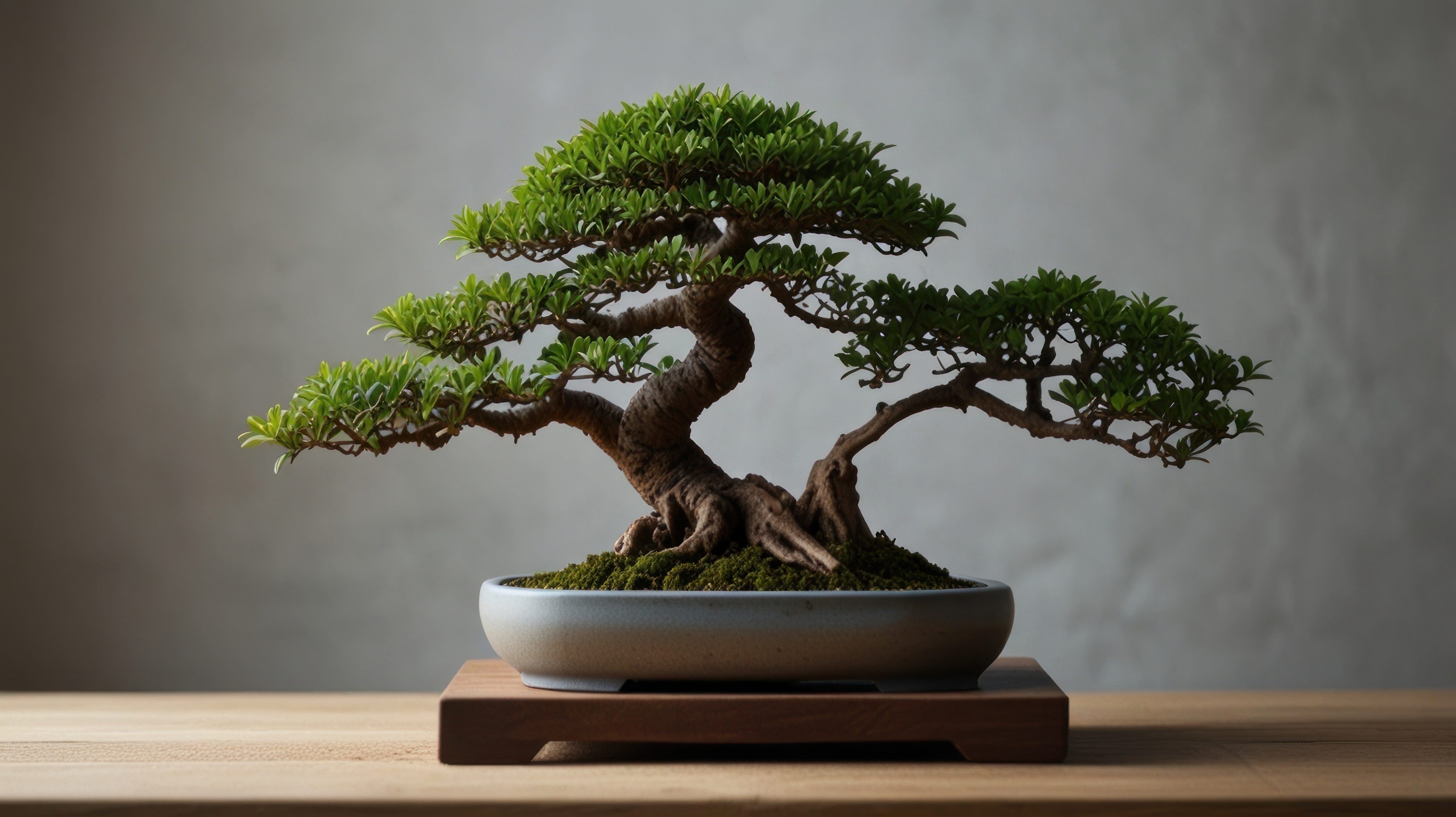 bonsai tree bonsai tree