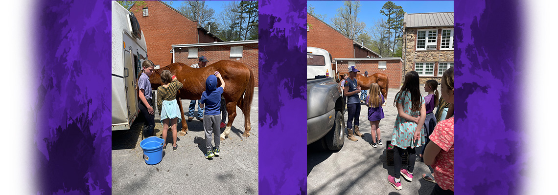 horse care friday school