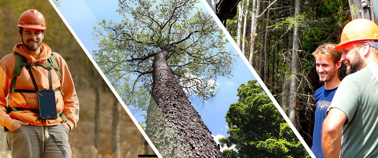 forester, tree, collaborating people 