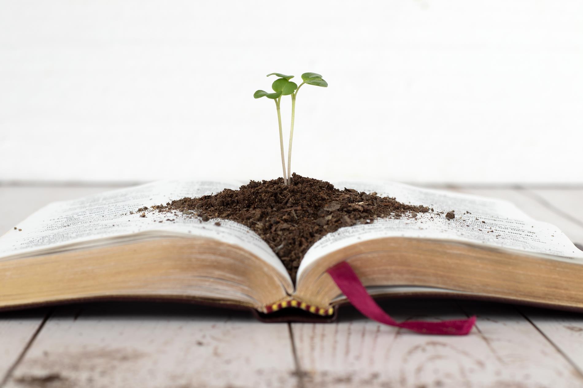 Book with plant coming out of it