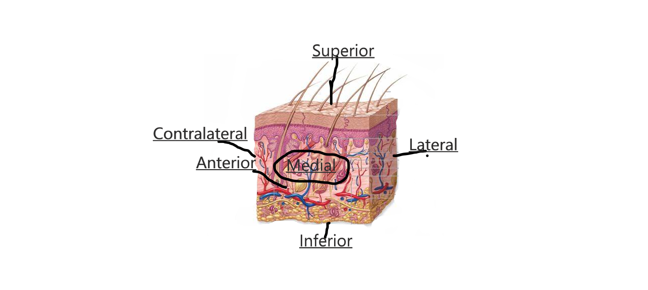 Frontal Veiw of the Integumentary system