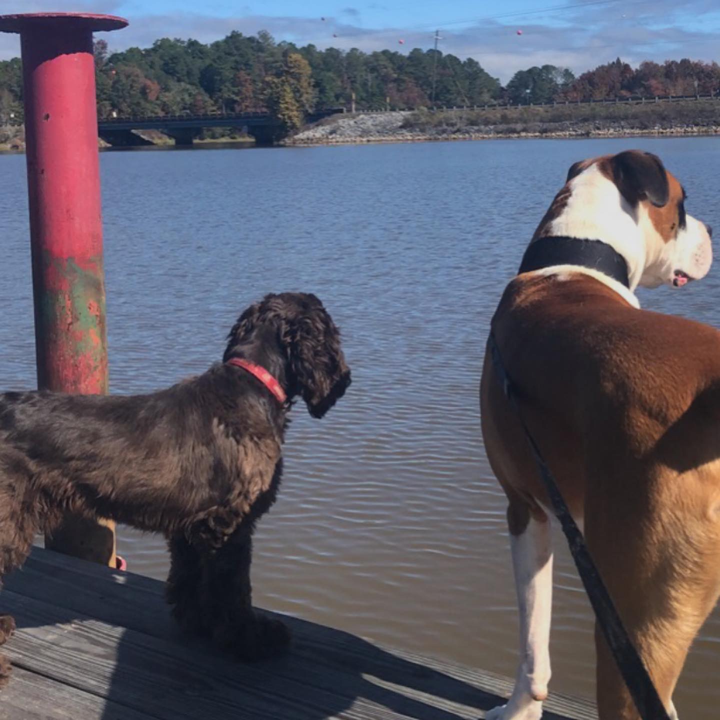 dogs dogs
