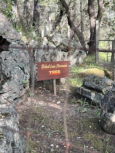 Robert Louis Stevenson Tree