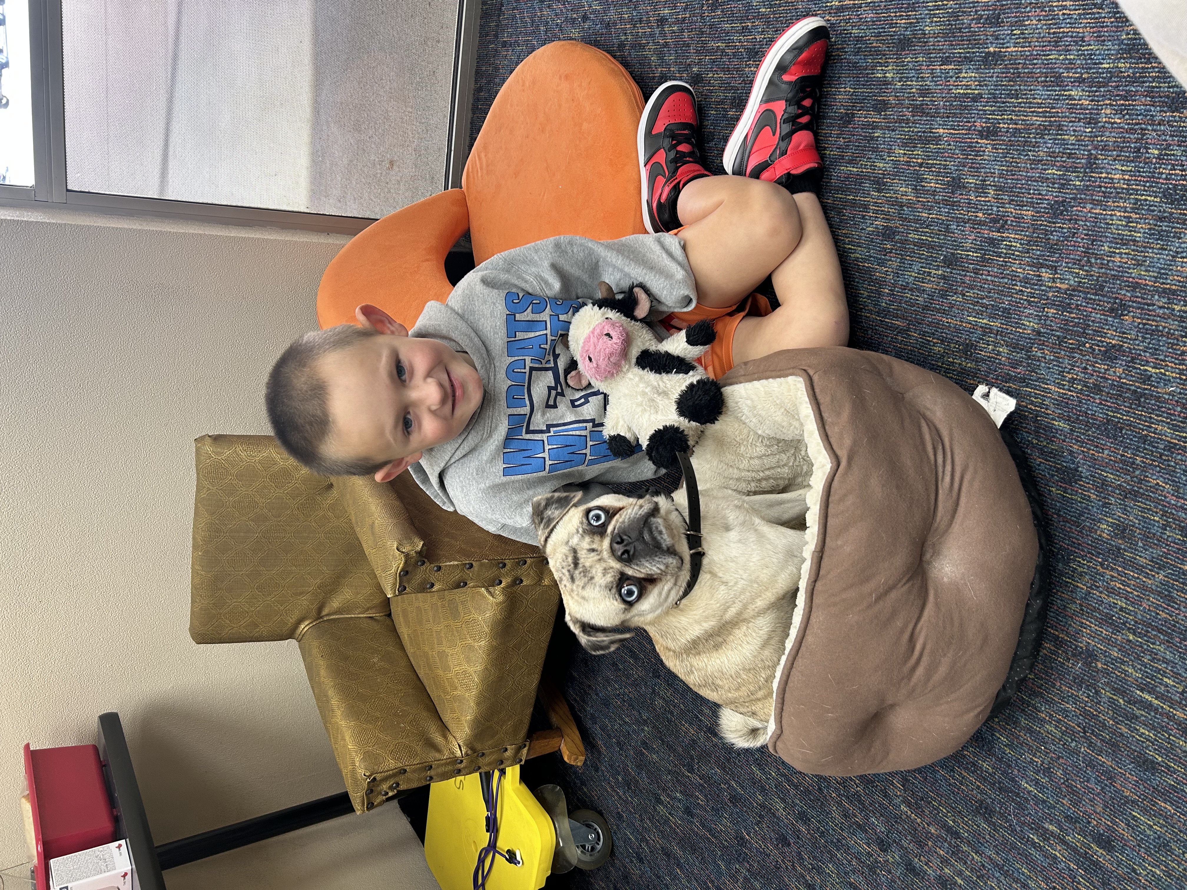 Therapy Dog