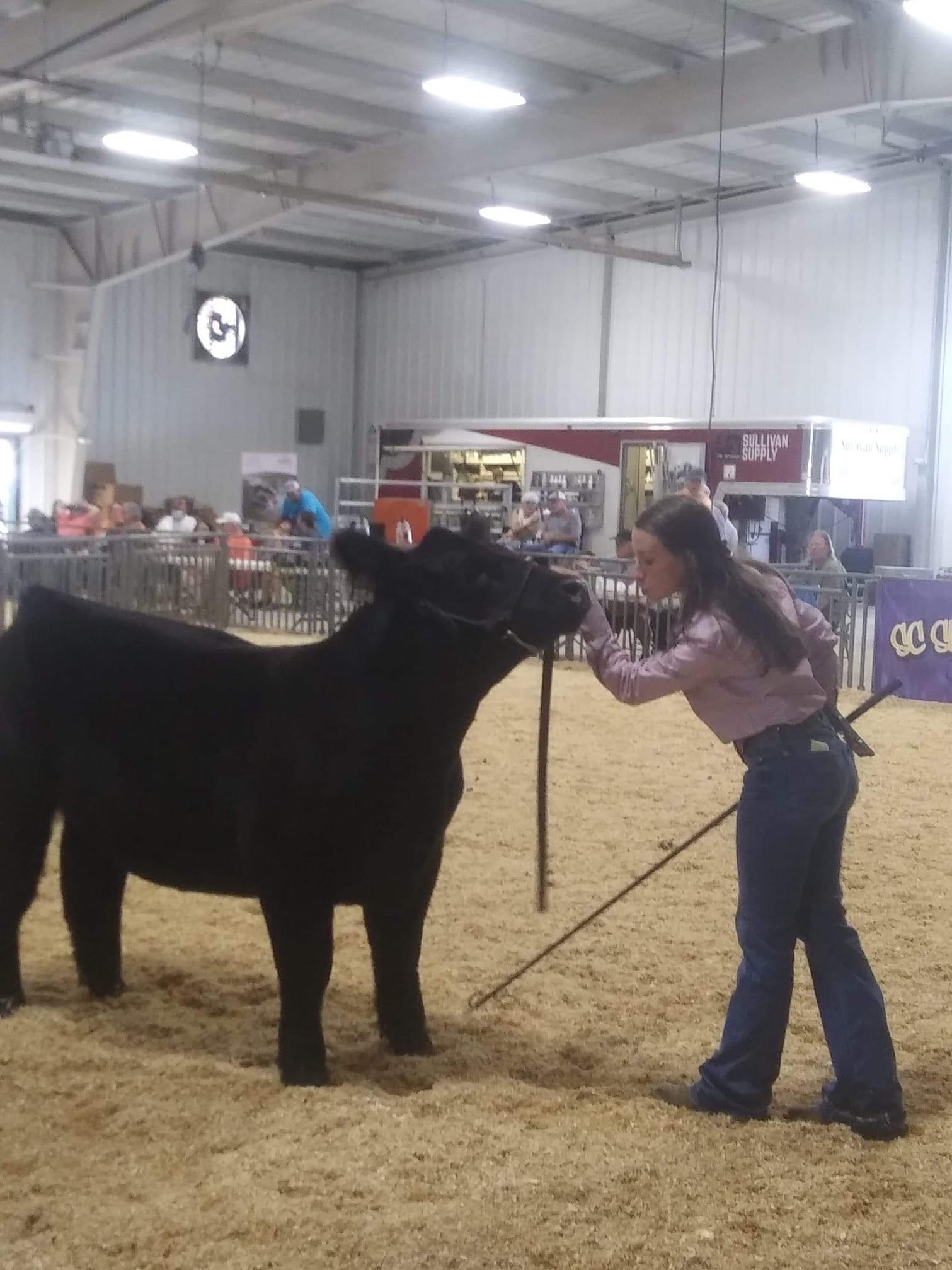 Showing cattle during a livestock show