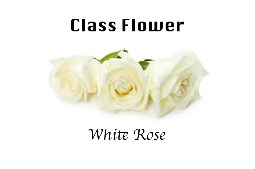 Class Flower - White Rose