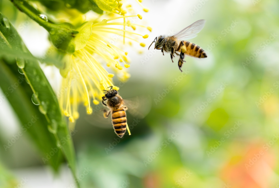 Bees and flowers