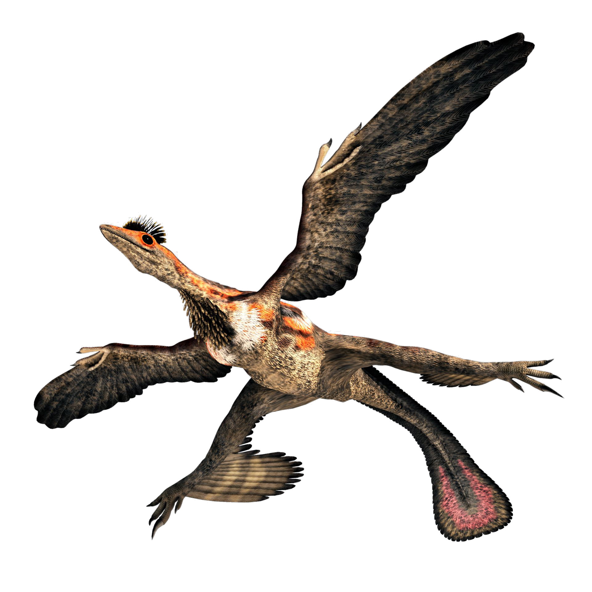 Microraptor