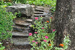 Stepping Stones with Zinnias along the path