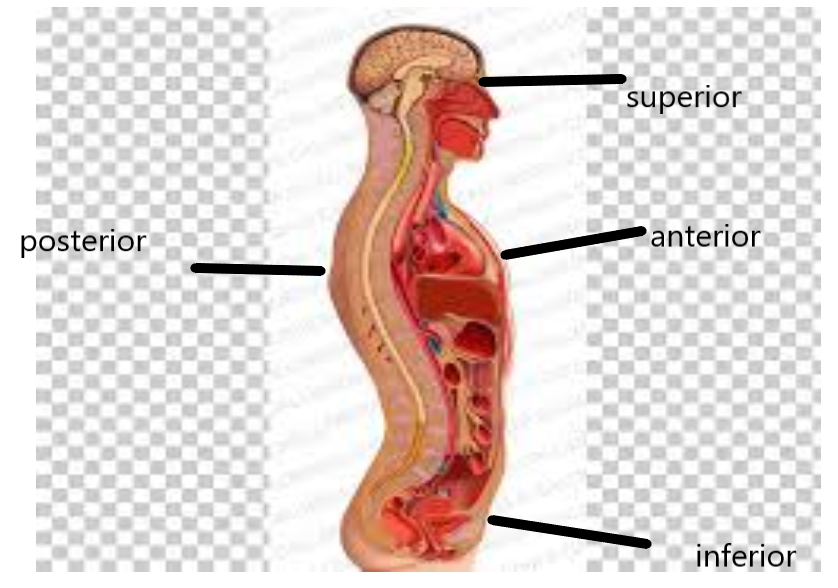 muscular system