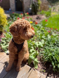 Cooper