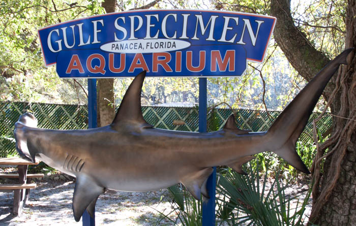 Gulf Specimen Aquarium