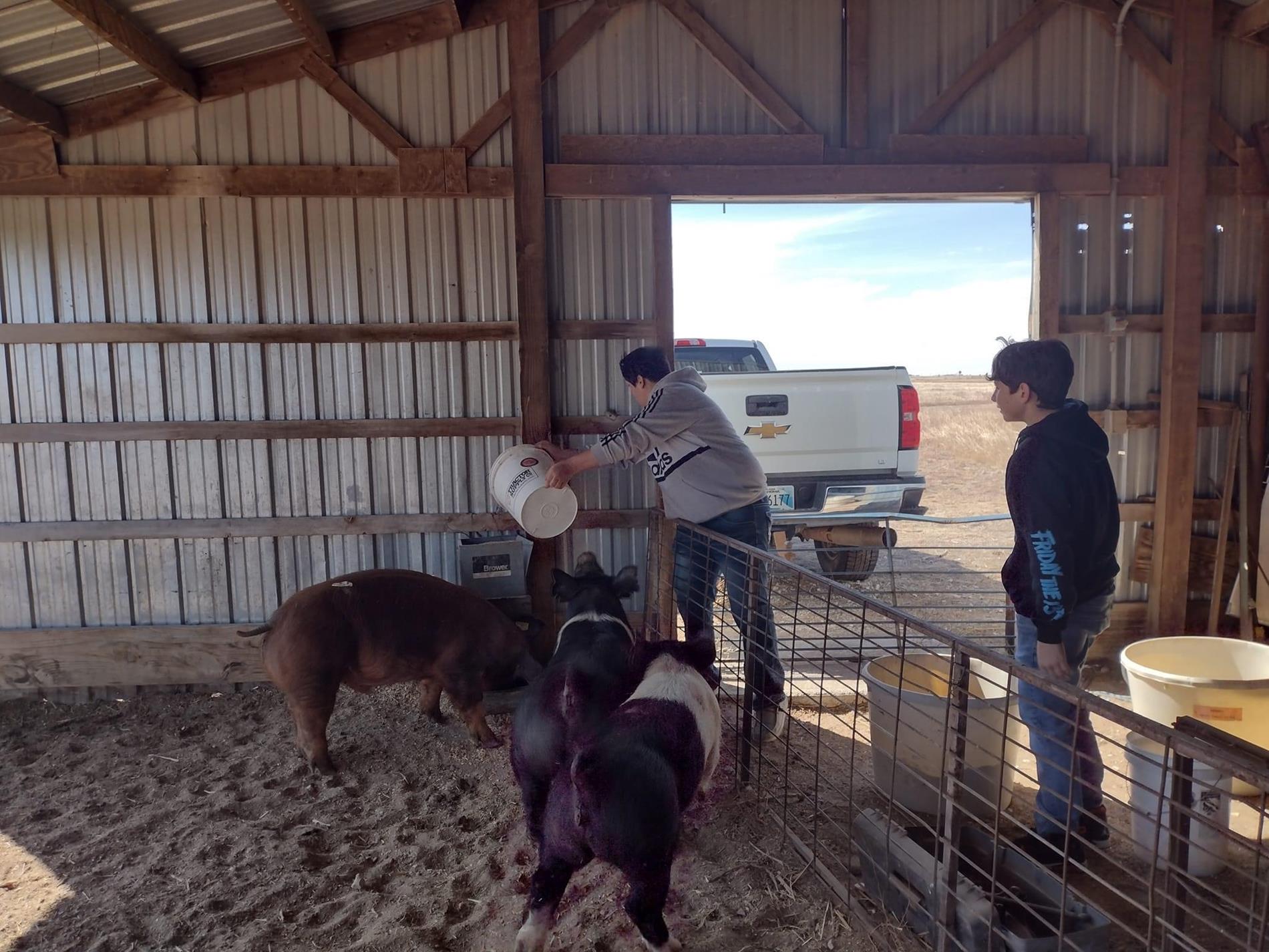 Students during an ag class working with livestock
