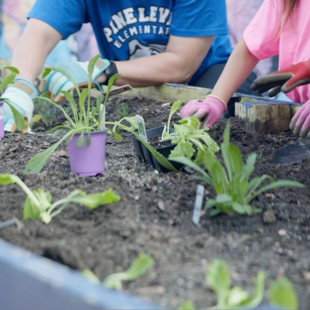 Pine Level Elementary Wins Award for CLAS School of Distinction  for Outdoor Classroom Program