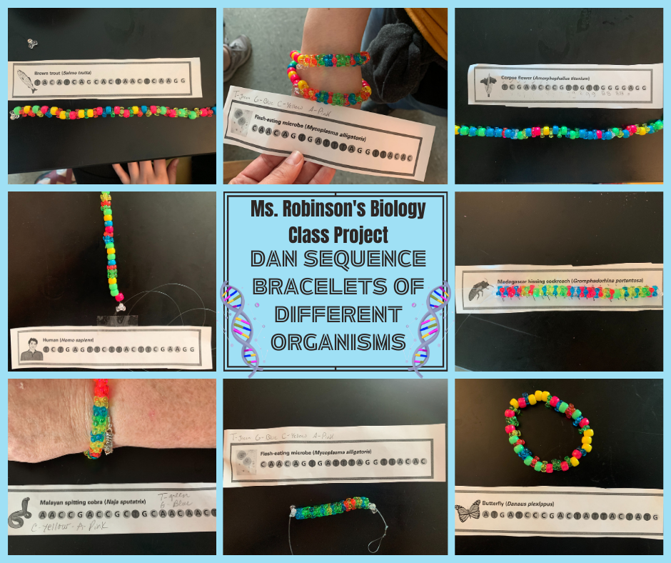 This is a picture of dna project bracelets made in a science teacher's class.