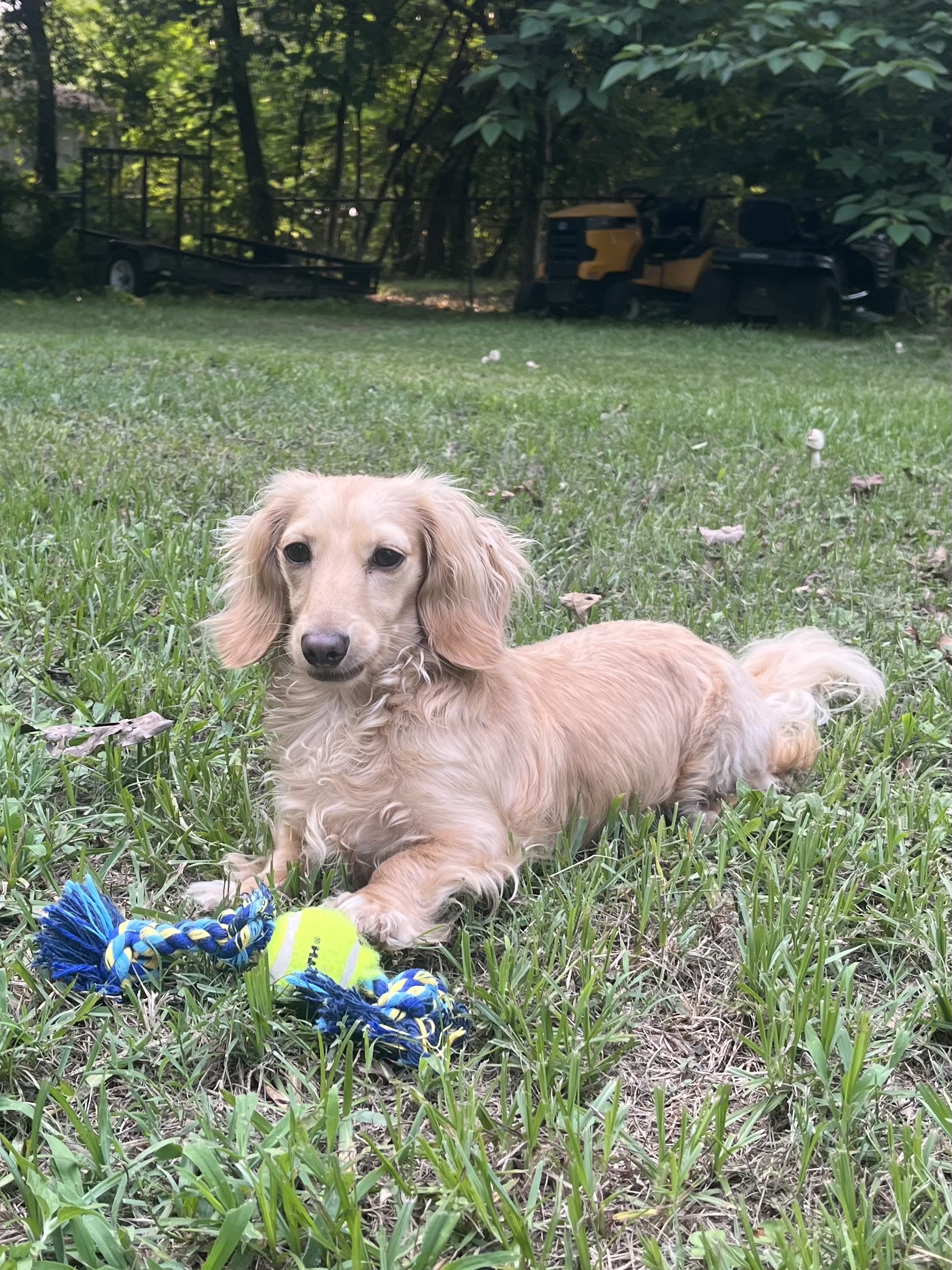 Teddy