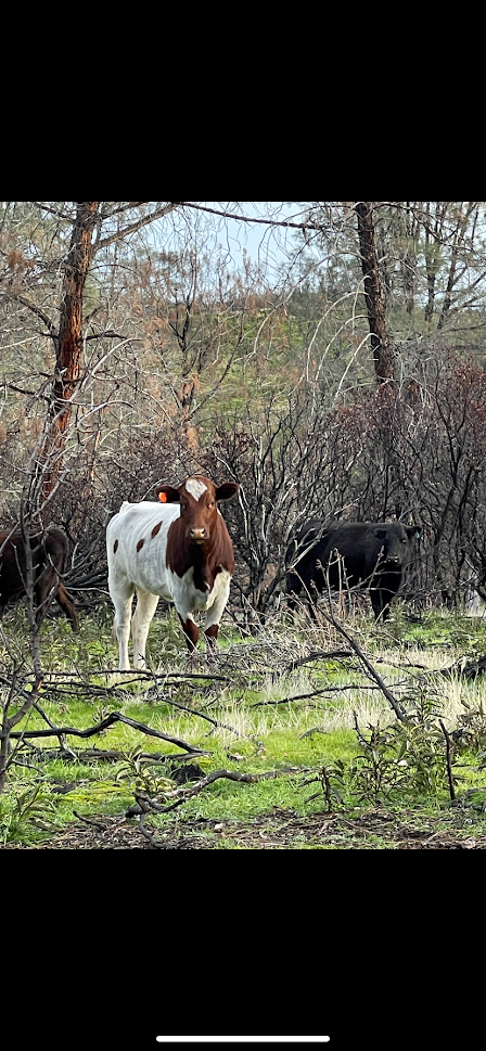 Photo By: Dustin Holmes March 17, 2022 - A white cow with brown spots and a black cow in a thicket of trees and shrubs