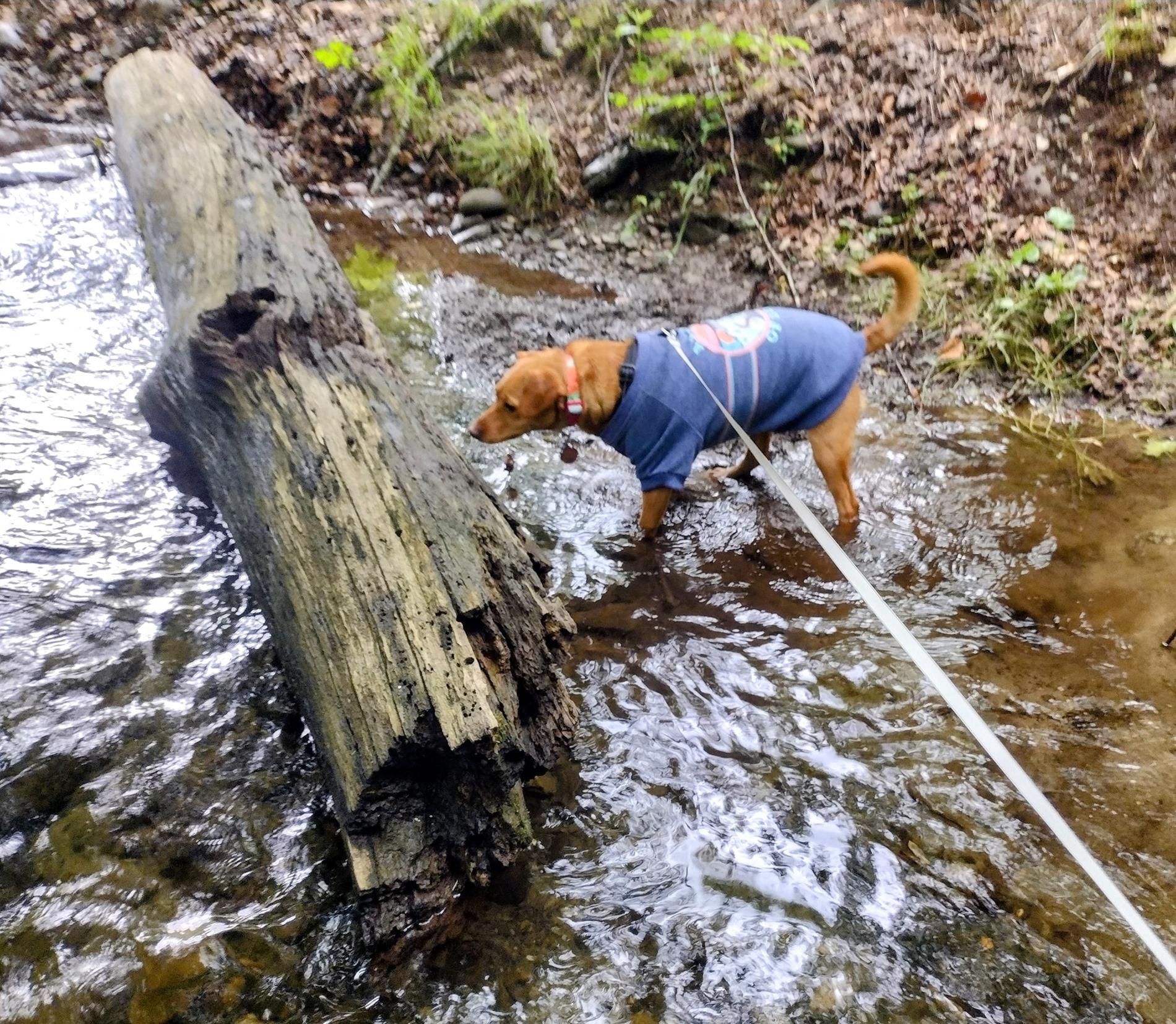 My dog Nova, in the creek behind our cabin at the KOA in Cherokee, NC.
