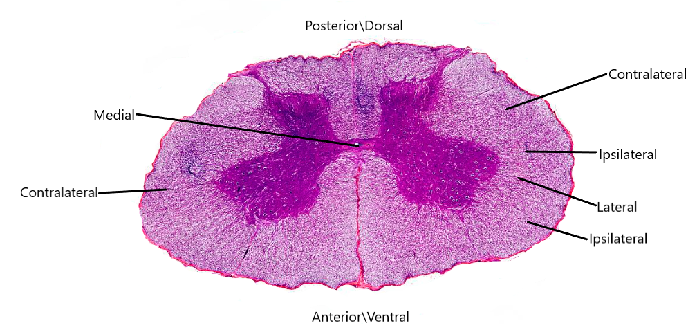 Transverse spinal cord view