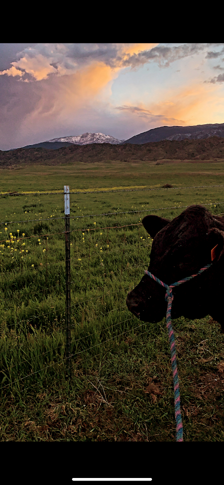 Photo By: Tristen Groteguth March 17, 2022 - Twilight photo of calf's head and a field with snow-capped mountain in background