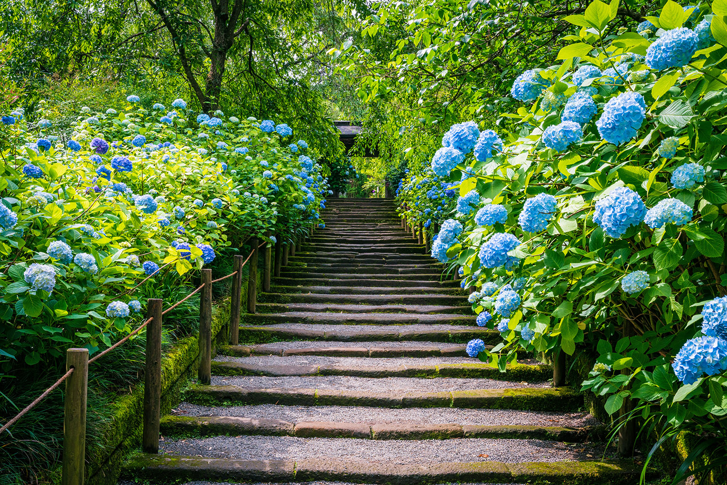 Stepping Stones Azaleas 