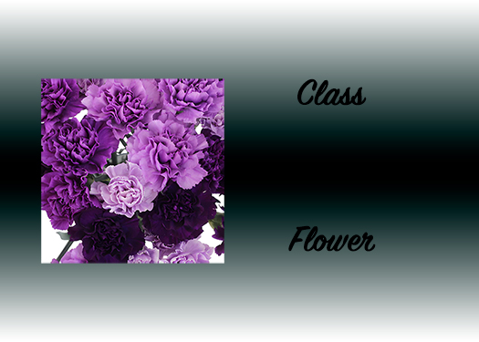Class Flower Class Flower