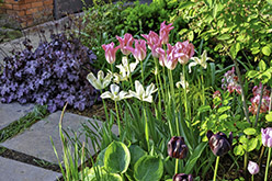 Stepping Stones and Tulips