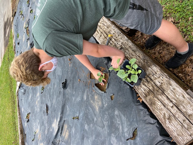 Noah planting vegetables