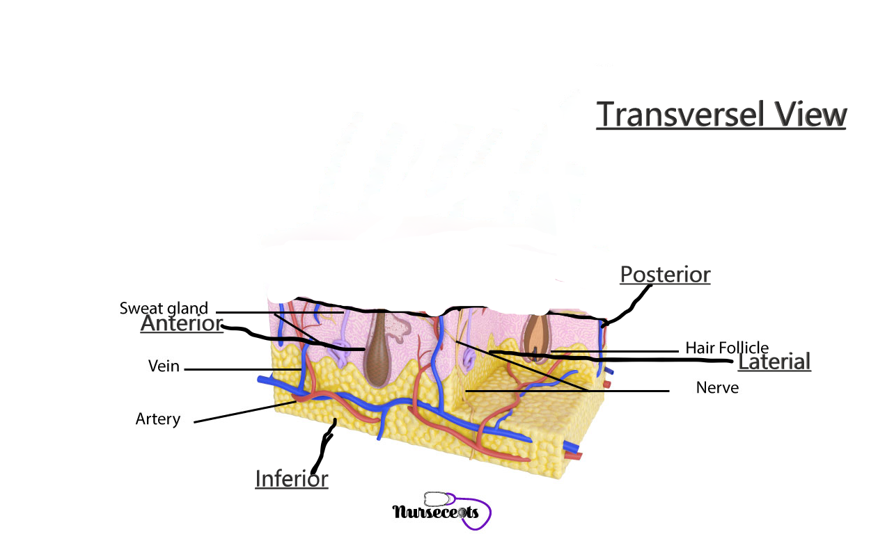 Transversal Cut of the Ingumenitary System