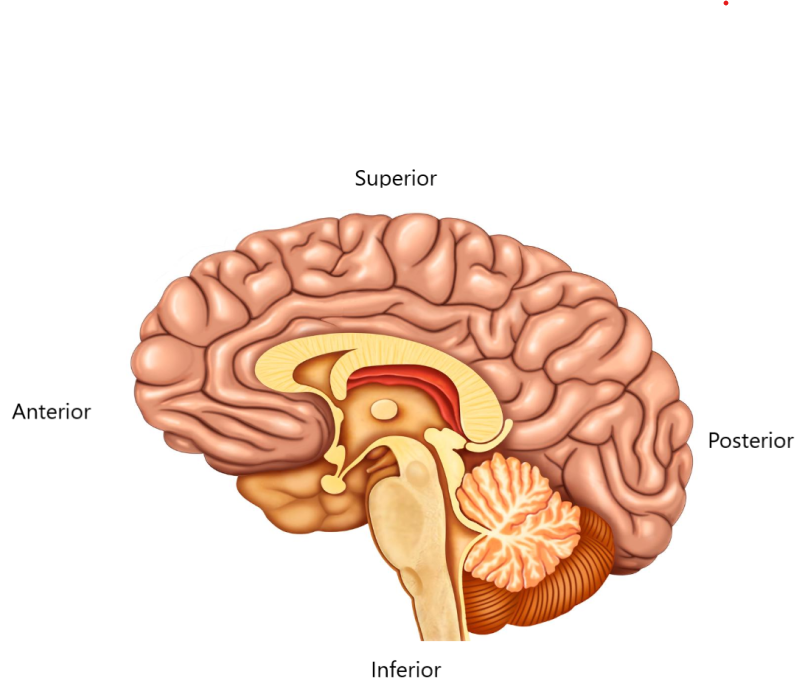 Sagittal Brain View