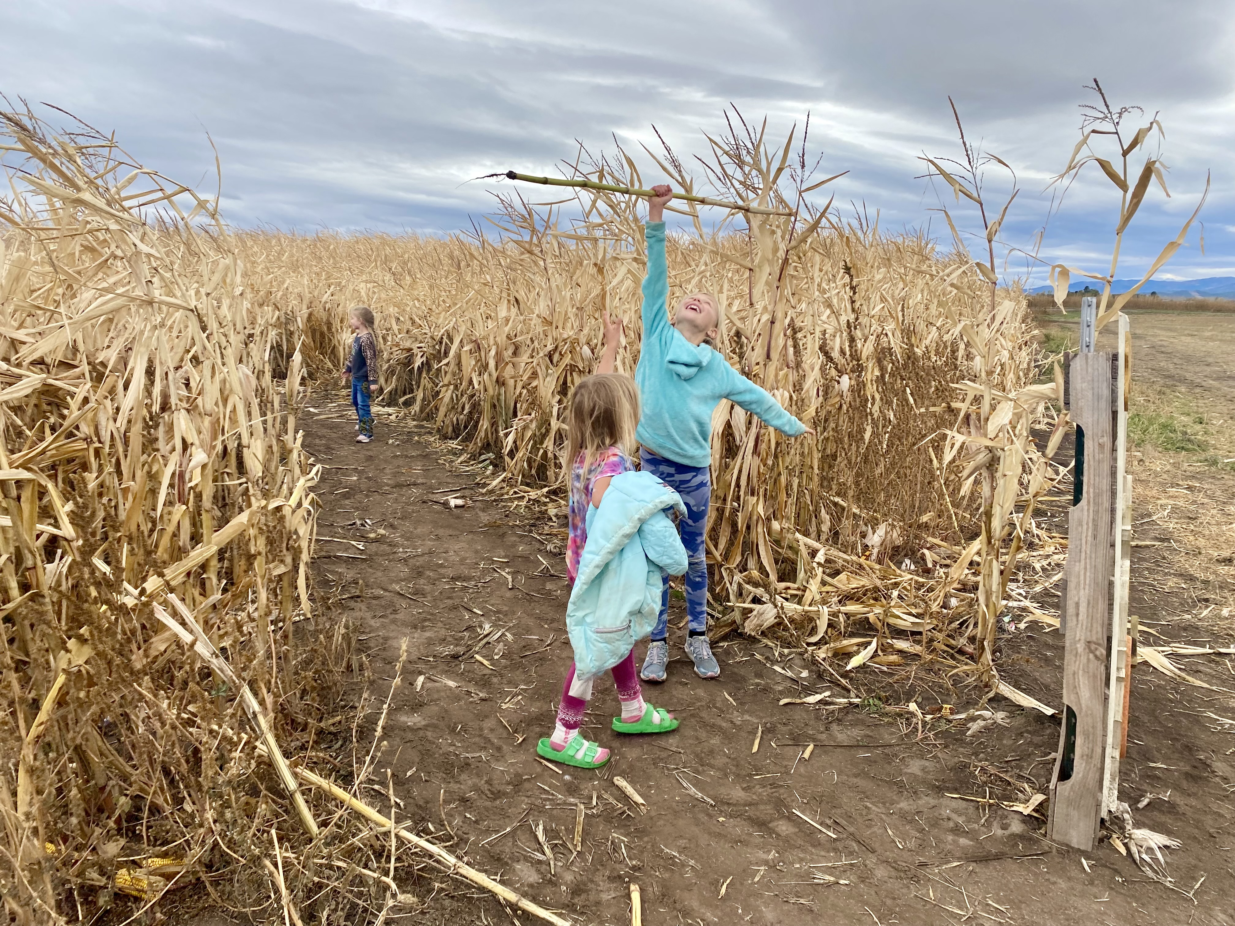 Pumpkin Patch