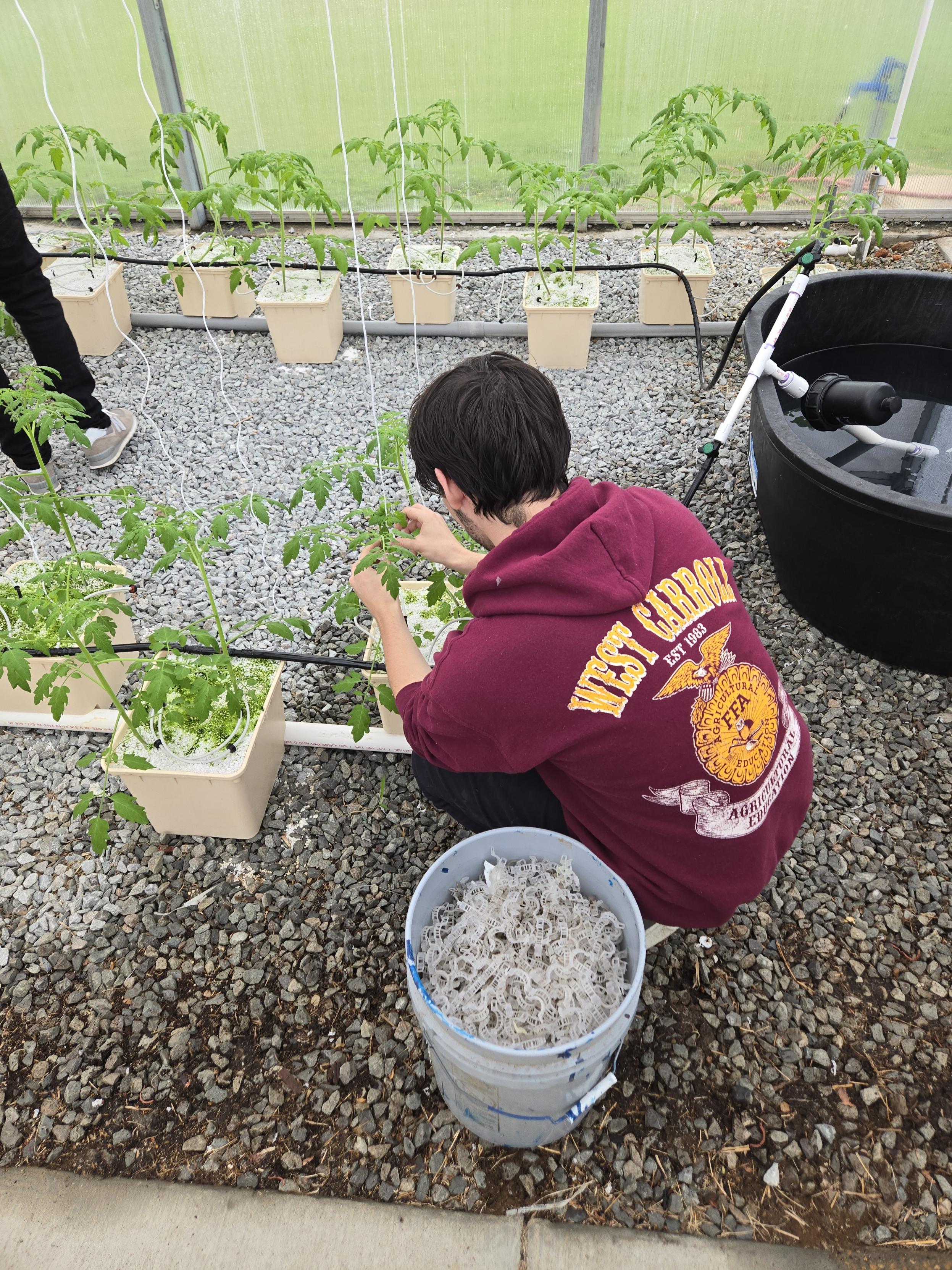 The WC Plant Science class has been learning about hydroponics and is building a hydroponics system for tomatoes. 