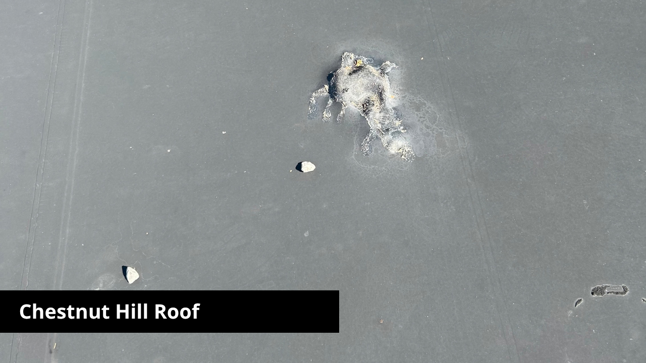 Chestnut Hill Roof