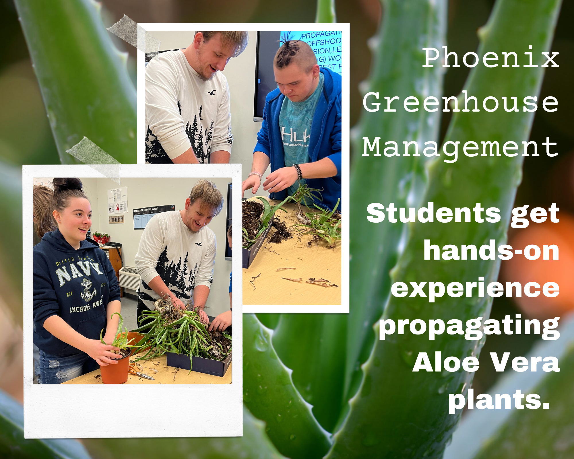This is a picture of the students in the greenhouse management class propagating aloe plants.