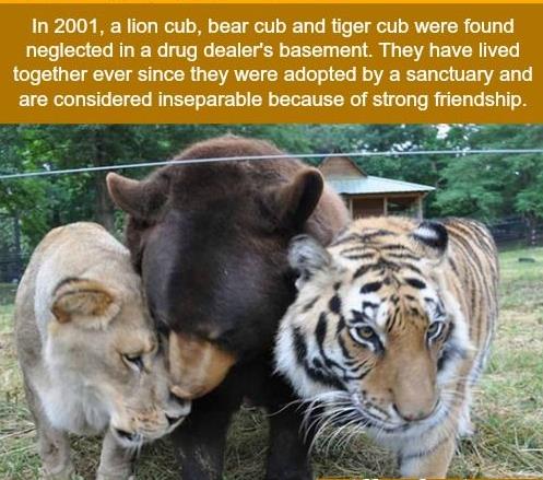 Lions Tigers n Bears