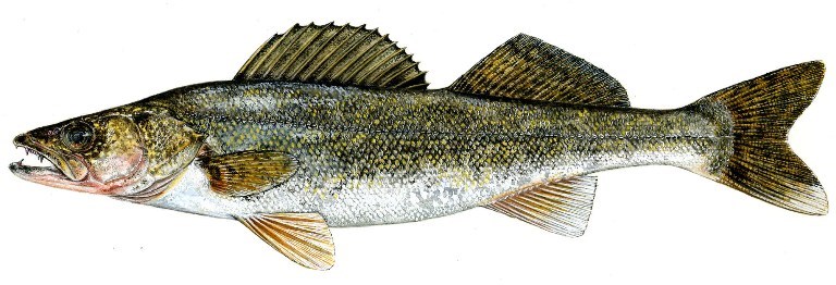 walleye